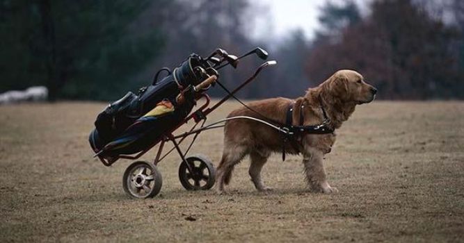 20 Male Golf Related Dog Names