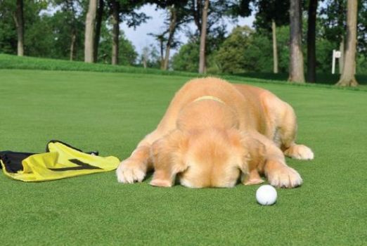 20 Plus Other Fun Golf Dog Name Ideas