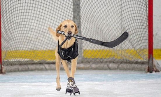 55 Other Unique Hockey Inspired Dog Names
