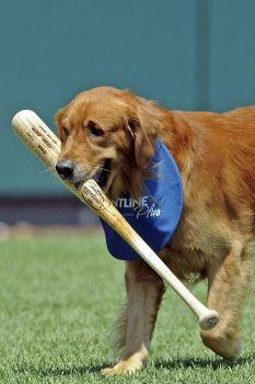 Baseball-Related Food Names For Dogs