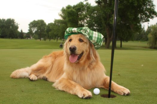 Dogs Golfers