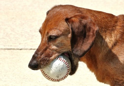 Baseball Lingo Names For Dogs