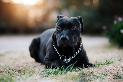 25 Other Unique Dog Names For Pitbulls  