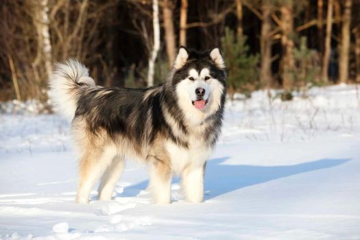 30 Alaska-Inspired Husky Names