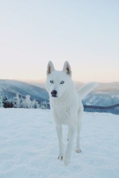 30 Dog Names For White Husky