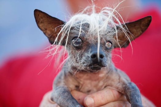 35 Dog Names For Ugly Female Dogs