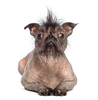 35 Dog Names For Ugly Male Dogs