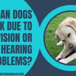 Can Dogs Bark Due To Vision Or Hearing Problems?