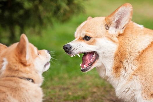 Contrasting Terms Dog Names For Twins