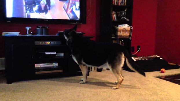 Desensitize your Dog to the TV