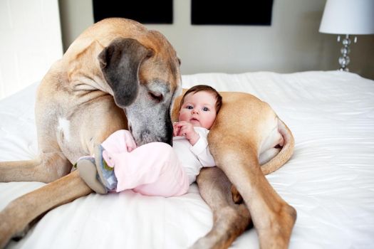 Health Care Routine for Dogs Around a Baby