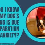 How Do I Know If My Dog's Barking Is Due To Separation Anxiety?