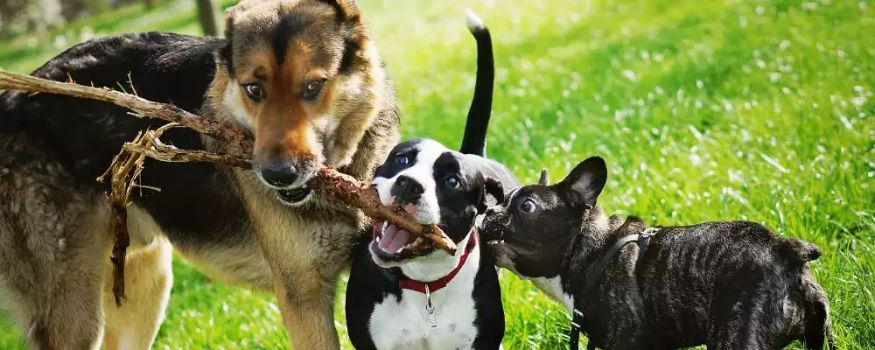 How Socialization Helps Control Dog Barking