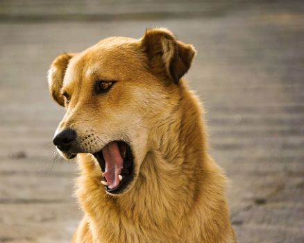 How can I Desensitize my dog to a Particular Environmental Barking Trigger