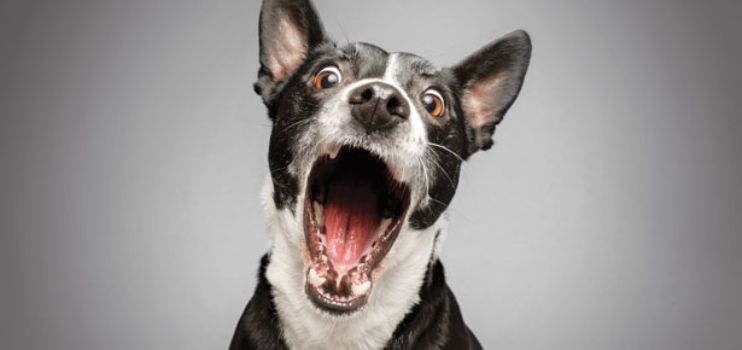 How to React to High-Pitched Dog Barks