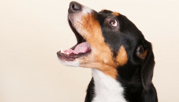 Instant Remedies to Stop a Dog from Barking when you are on the Phone