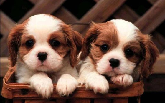 Other Creative Dog Names For Twin Dogs
