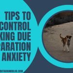 Tips To Control Barking Due To Separation Anxiety
