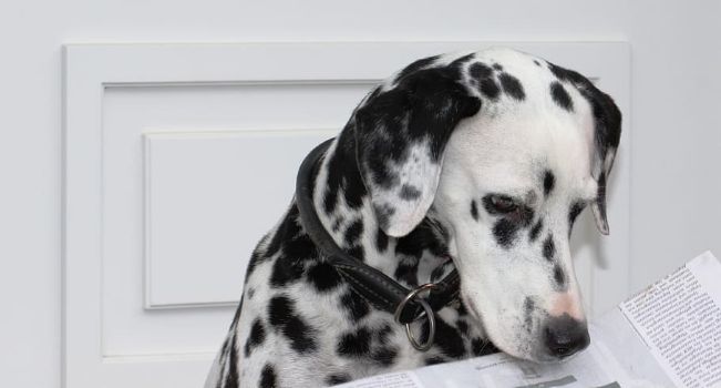 Tips to Deal with Stress in Dogs