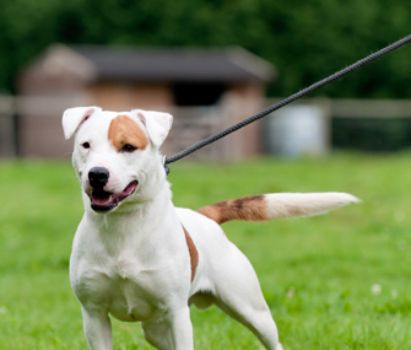 Training Leash To Control My Dog's Barking