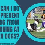 What Can I Do To Prevent My Dog From Barking At Other Dogs?