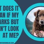 What Does It Mean If My Dog Barks But Doesn't Look At Me?