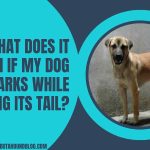 What Does It Mean If My Dog Barks While Wagging Its Tail?