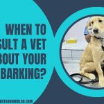 When To Consult A Vet About Your Dog's Barking?