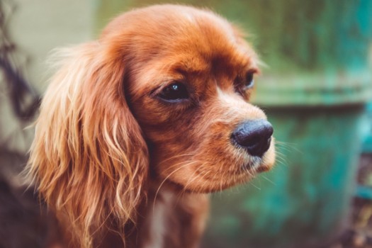 Attractive Dog Names For Cavalier King Charles Spaniel