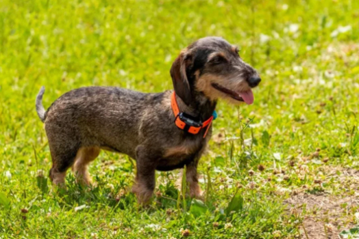 Buying Guide Features to Consider Before Buying a Bark Collar for Small Dogs