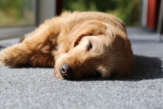 Causes of Sudden Death in Dogs