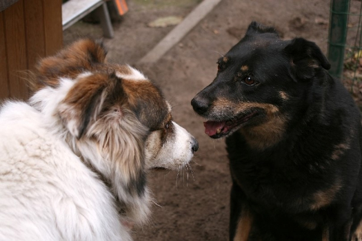 Communication with Other Dogs or Humans