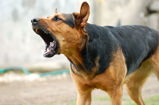 Different Ways to Talk to a Neighbor about their Barking Dog