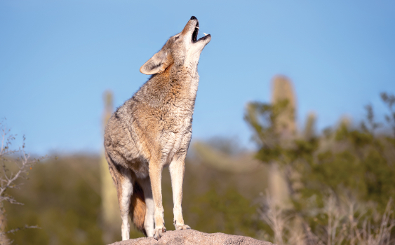 Do Coyotes Howl after Preying