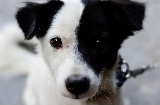 Dog Names For White And Black Dogs