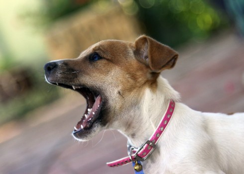 Factors that Affect Distance Travelled by Barking Sound