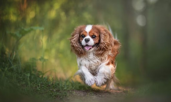 Female Dog Names For Cavalier King Charles Spaniel