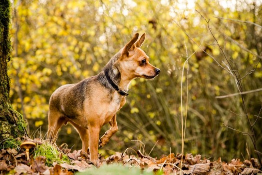 Female Dog Names For Quiet Dogs