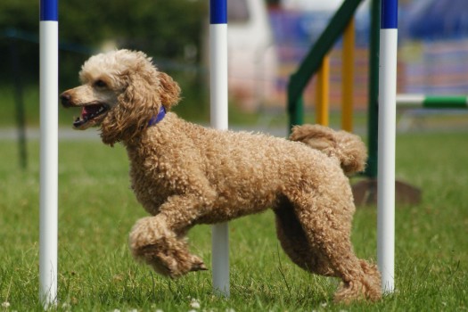 Food-Related Dog Names For Poodles