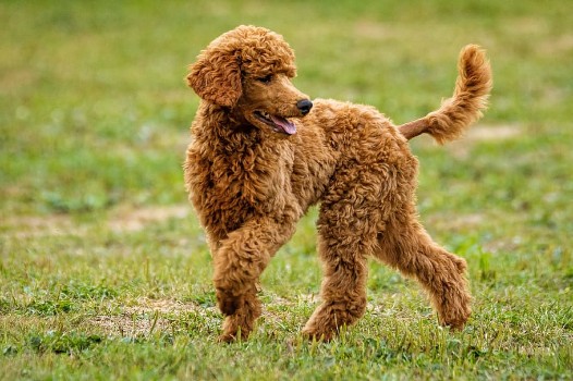 French Names For Poodles