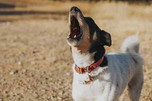 How to File a Formal Complaint on a Barking Dog
