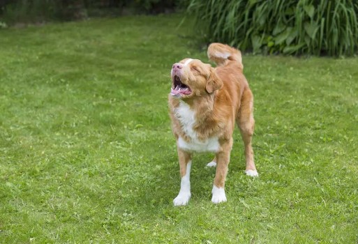 How to Train a Senior Dog to Bark Less