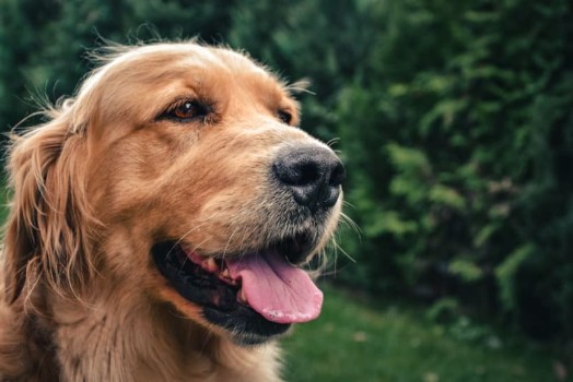 How to Treat Hoarse Bark or Voice Issues in Dogs