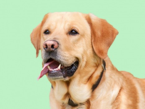 Male Dog Names For Yellow Dogs