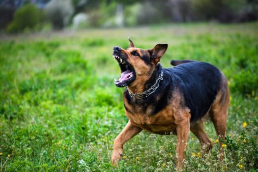 Medical Reasons  Dog's Bark May Sound Different