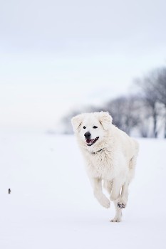 Names For White Dogs Influenced From Cold Weather