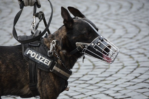 Police Related Dog Names For K9