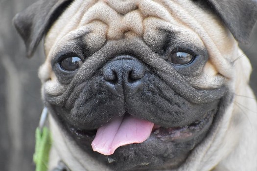 Pug Names Inspired From Famous Characters (Cartoons, Movies, Novels)