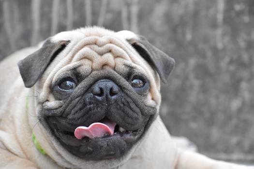 Pug Names Inspired From Their Personality