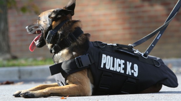 Tough Dog Names For K9 Police Dogs